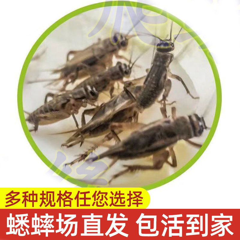 蛐蛐活虫蝈蝈斗蟋蟀活物精品送饲料高级宠物蜥蜴鸟食物油葫芦鸣虫