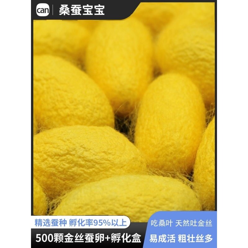 彩色金丝蚕卵蚕宝宝蚕子蚕籽活体学生养蚕套装宠物种蚕茧桑叶包邮