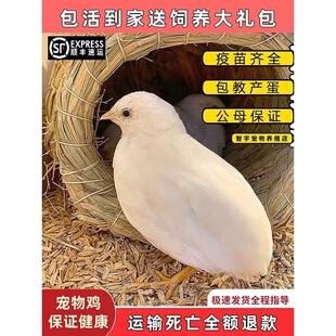 网红宠物鸡活物迷你观赏家养小鸡下蛋全色系40-60天青年活体包邮