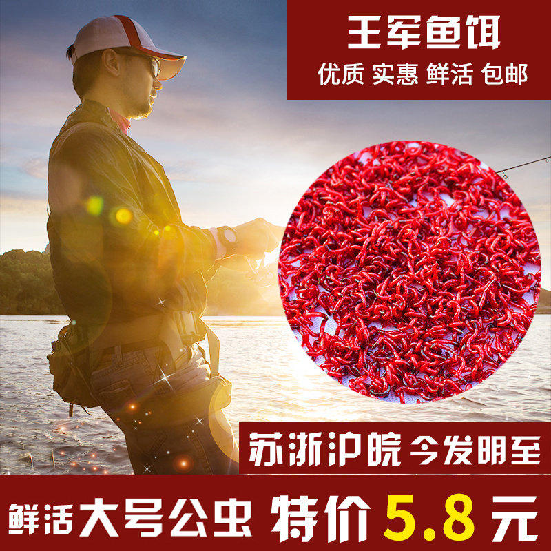 红虫公虫鲜活红虫活饵黑头公虫钓鱼特大号拉饵血虫王军鱼饵,户外/登山/野营/旅行用品,活饵/谷麦饵等饵料,淘宝优惠券,粉丝福利购,淘宝优惠卷