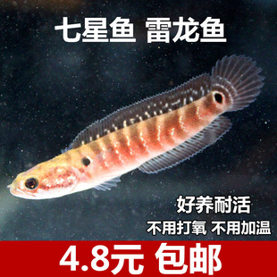 七星鱼苗活体淡水养殖山斑珍珠赤雷龙月鳢鱼金鱼冷水观赏鱼包邮