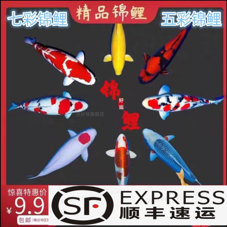 顺丰锦鲤活鱼冷水淡水观赏鱼活体黄金红白大正易养耐活宠物小金鱼