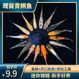 观背青鳉苗耐活青锵鱼可孵化卵不打氧淡水冷水红白青锵鱼原生迷你