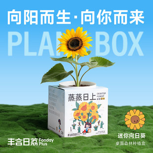 【丰合日荔】向日葵小盆栽办公室桌面绿植学生种植伴手礼物摆件