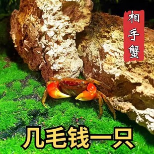 红鳌相手蟹宠物小螃蟹活体爬宠鱼缸观赏蟹深水蟹原生淡水蟹将军蟹