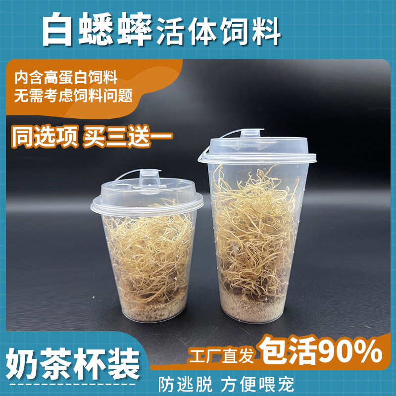 蟋蟀活体饲料奶茶杯装防逃脱内含高蛋白饲料守宫食物蜥蜴螳螂蜘蛛图片