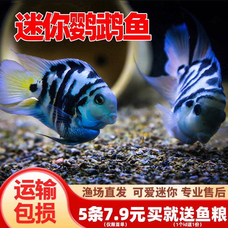迷你鹦鹉鱼活体鱼小型淡水热带观赏鱼苗三湖慈鲷宝蓝白金繁殖种鱼
