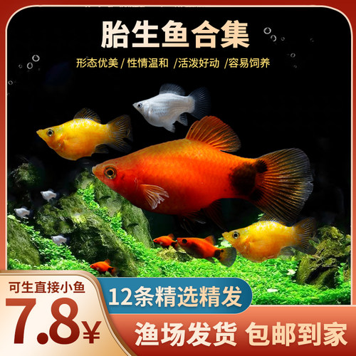 胎生鱼生鱼苗米奇鱼小鱼活观赏鱼热带鱼小型淡水好养孔雀鱼玛丽鱼