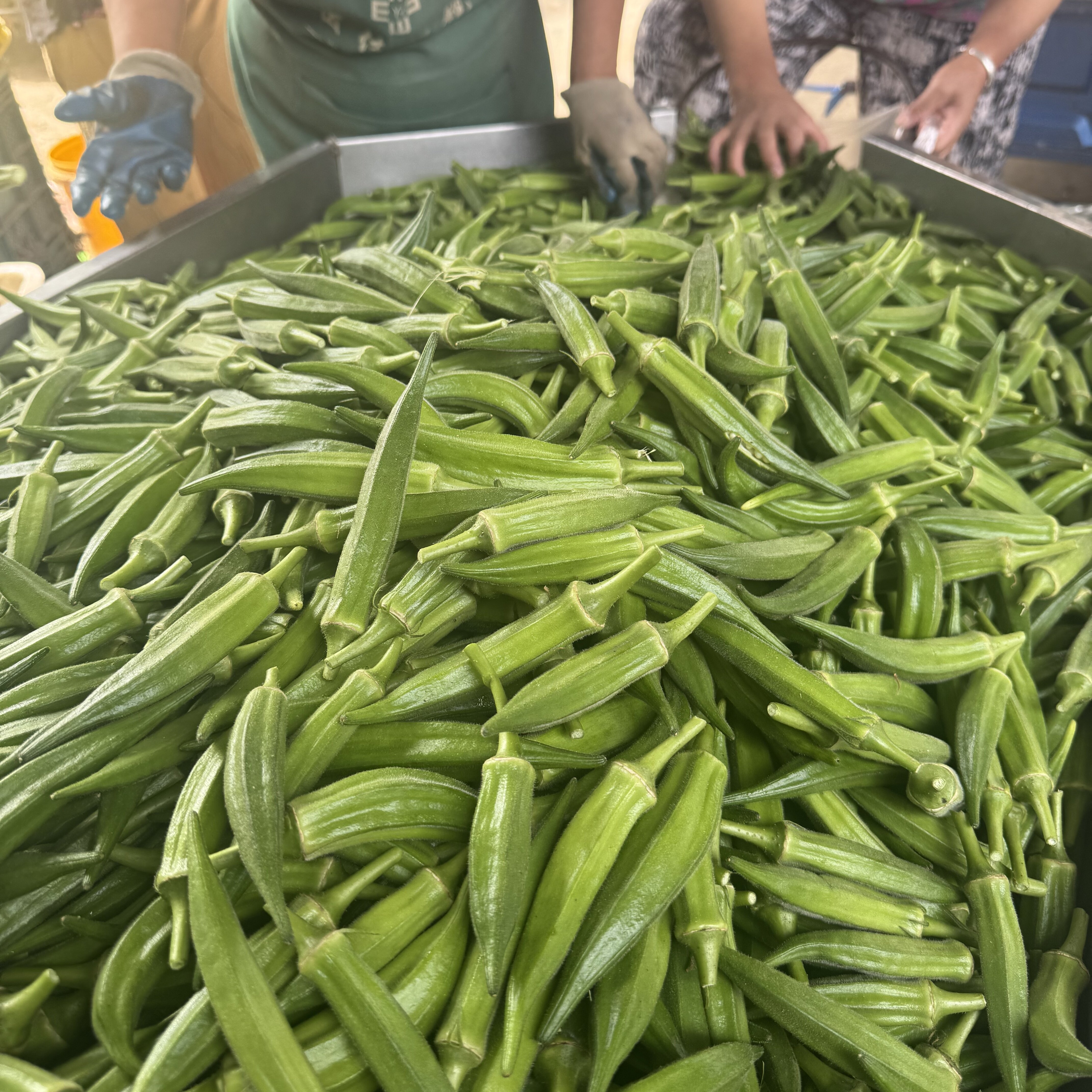 【老隋家秋葵】蔬菜之王 京东上门 当季黄秋葵 脆嫩 出口