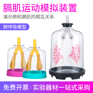 肺呼吸模型膈肌运动模拟演示器肺部工作原理大气压强生物教学教具