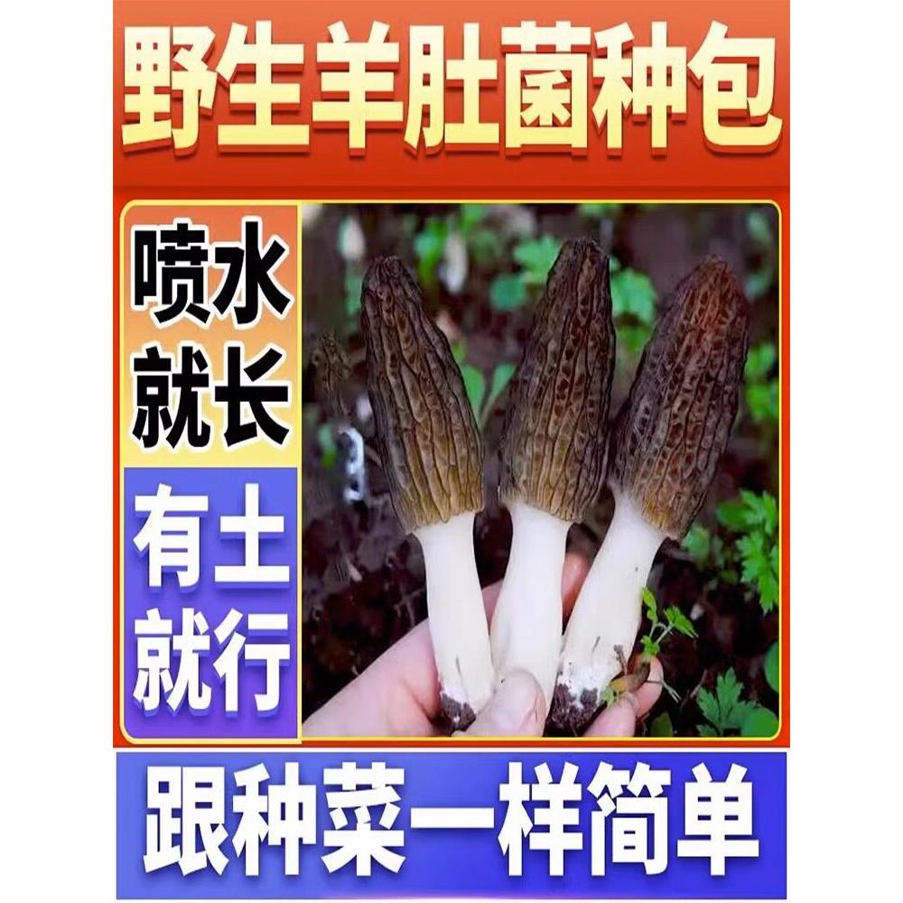 羊肚菌种种植包野生菌种子懒人种植新鲜蘑菇可食用菌包四季高产图片