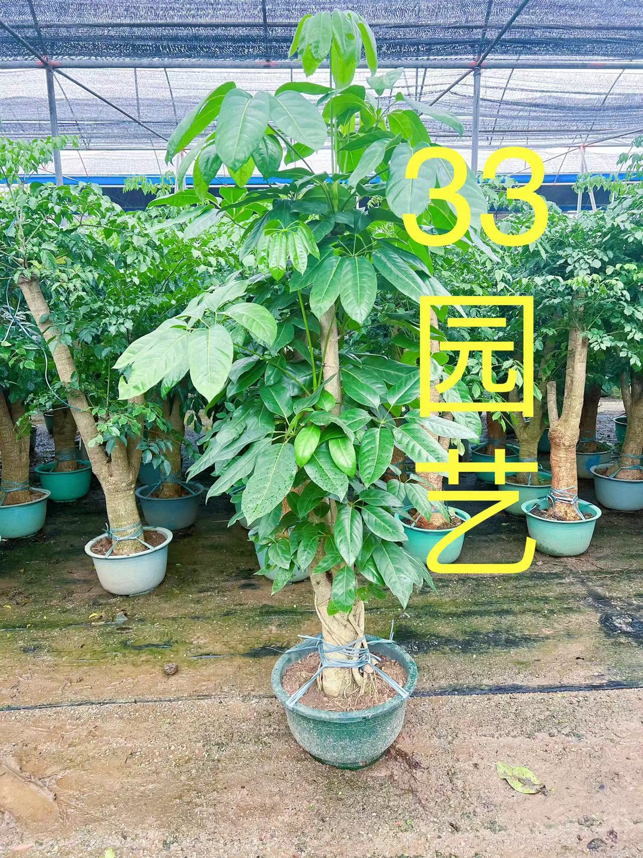 大叶伞大型室内外绿植常青好养