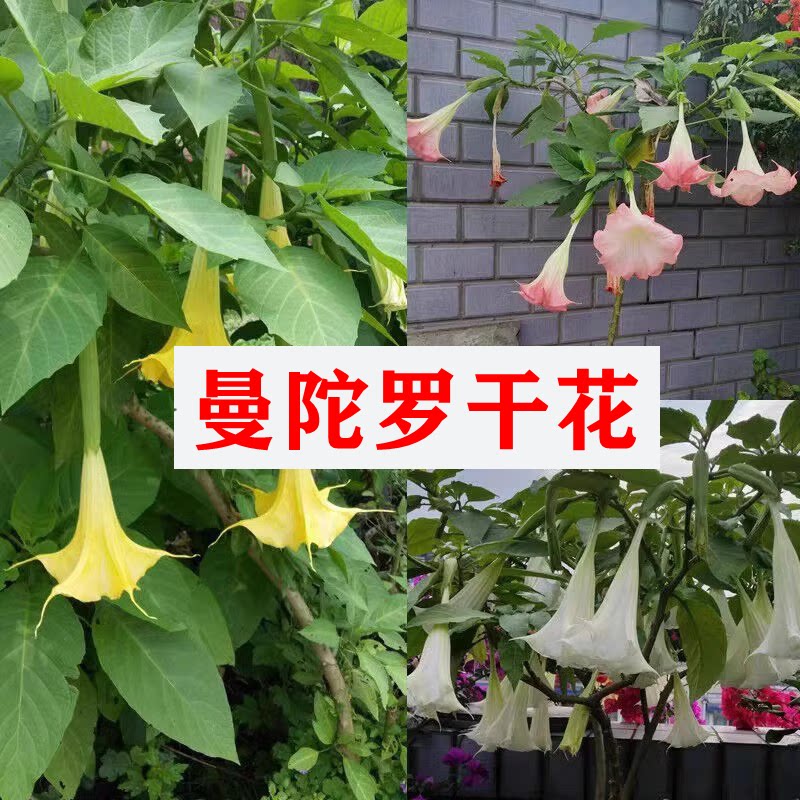 曼陀罗真花 中药材 大喇叭花 醉心花 狗核桃干果带籽干花狗核桃