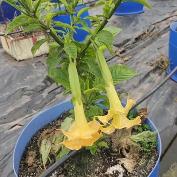 多色木本曼陀罗花别墅盆栽多年生