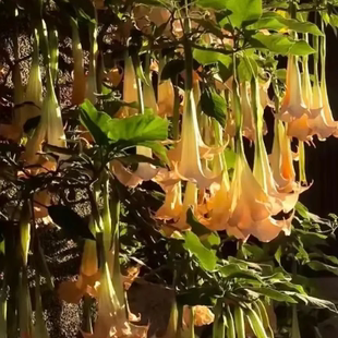 别墅木本大花曼陀罗黄白粉杏色对版民宿花园花境花径灌木大花花卉