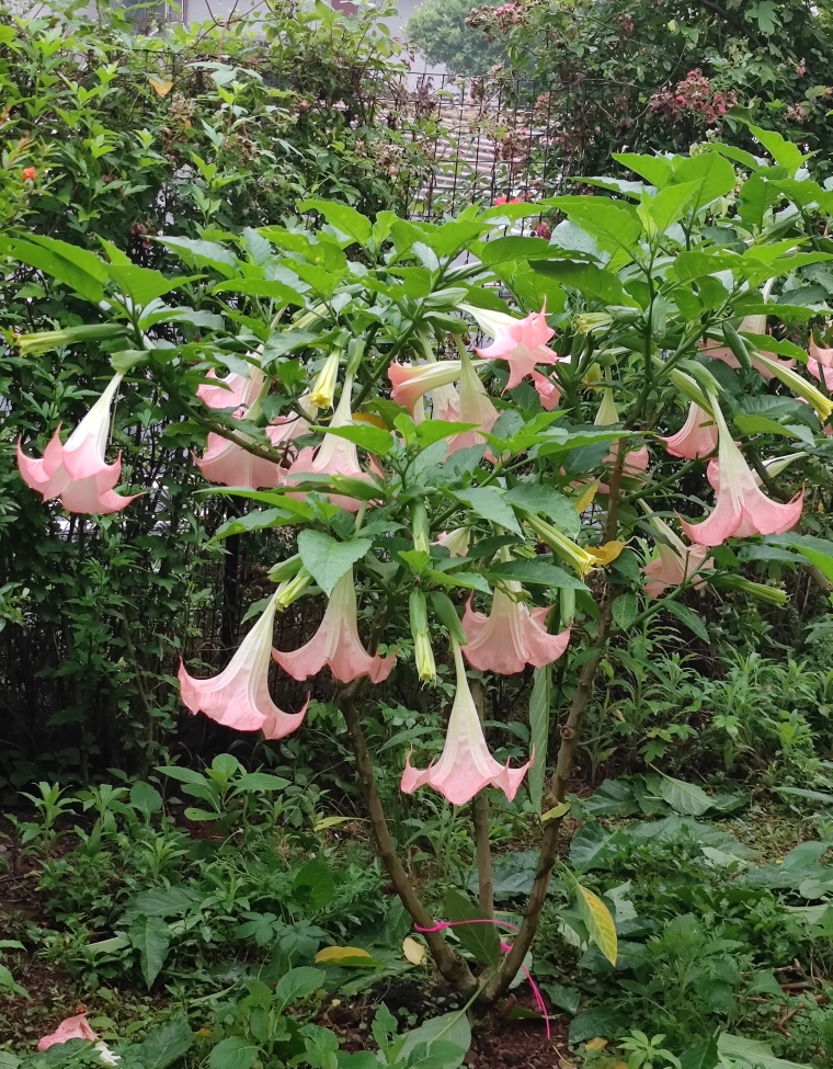 多色陀罗花木本大喇叭四季开花