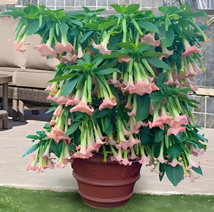 别墅木本大花曼陀罗黄白粉杏色对版民宿花园花境花径灌木大花花卉