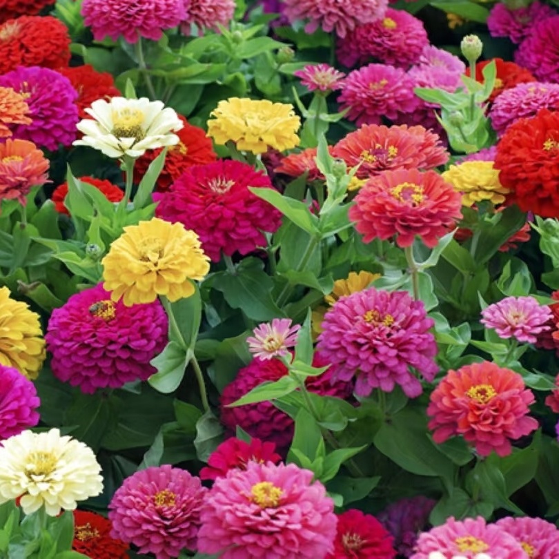 百日草种子花种籽子七彩重瓣百日菊花籽四季播种开花庭院室外种子