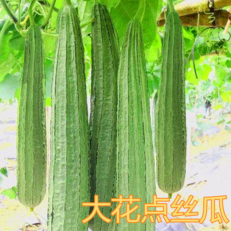 大花点肉丝瓜苗种子菱角丝瓜春秋家庭园艺种子