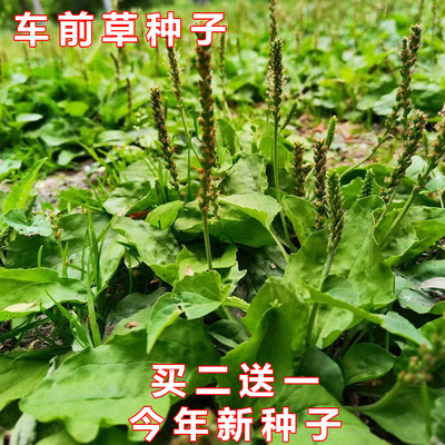 大地盆栽食用野生车前草种子中药材蔬菜种籽春秋季土茯苓种孑种植