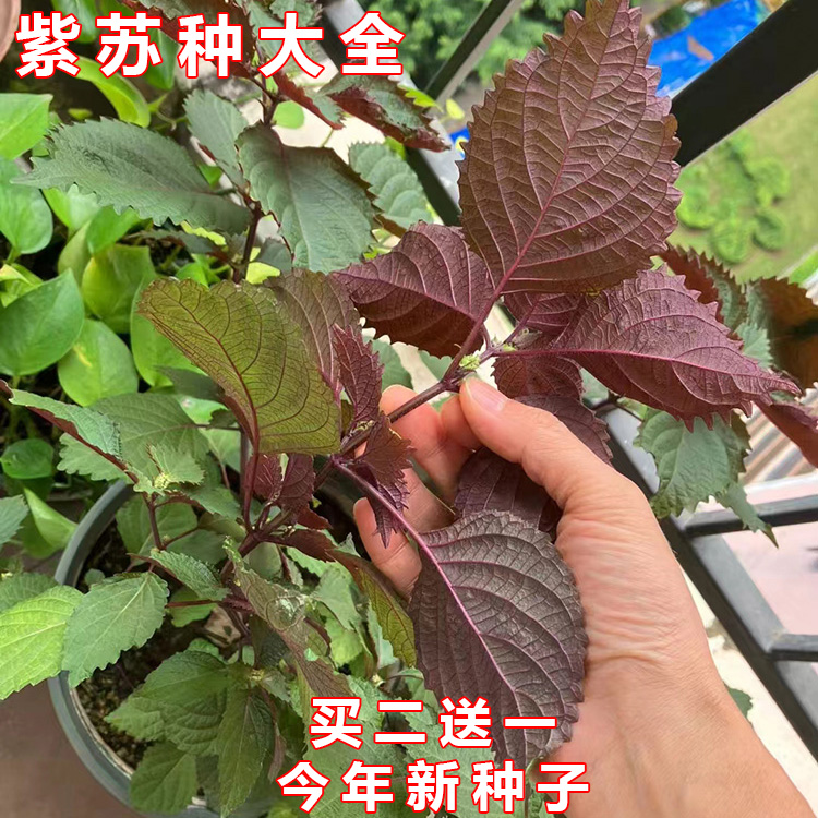 紫苏种子大全买2送1今年新种子