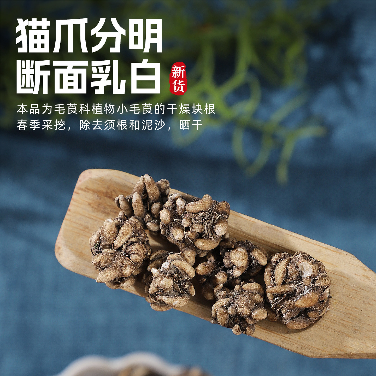 无硫猫爪草中药材正品中粒水洗猫抓草配夏枯草郁金蒲公英小毛茛