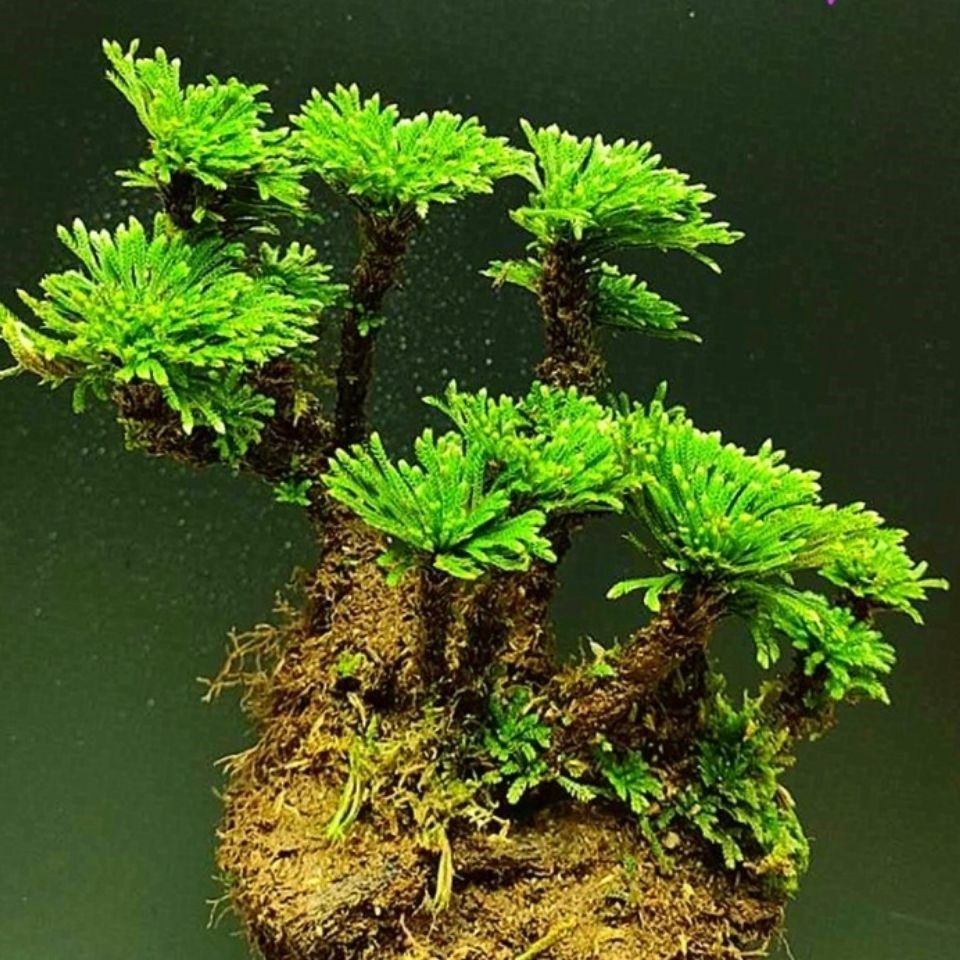 卷hat柏盆景迷你植创意盆山九死还魂栽草假绿植吸水石微型盆物景