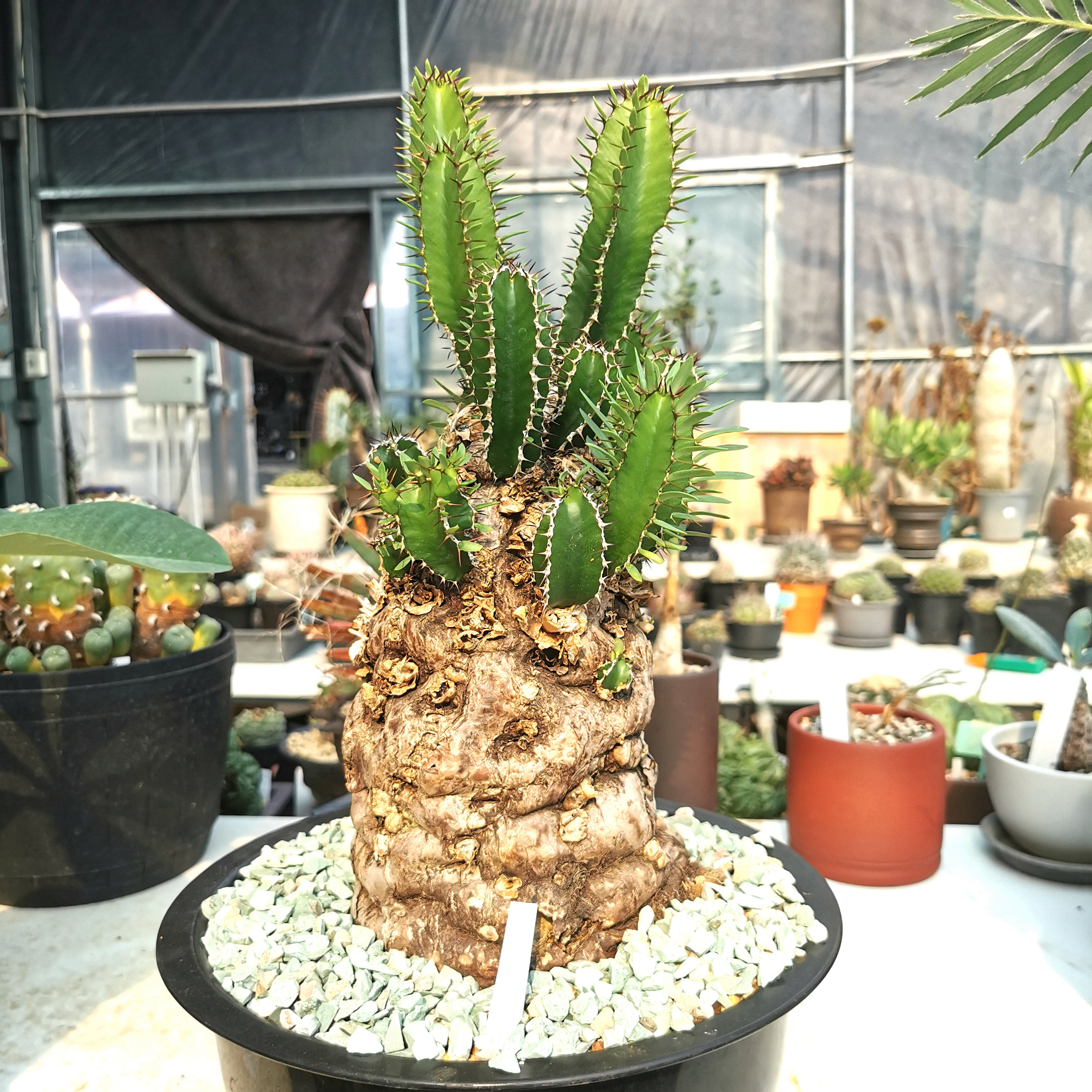 火山大戟盆栽盆景多肉稀奇孤品