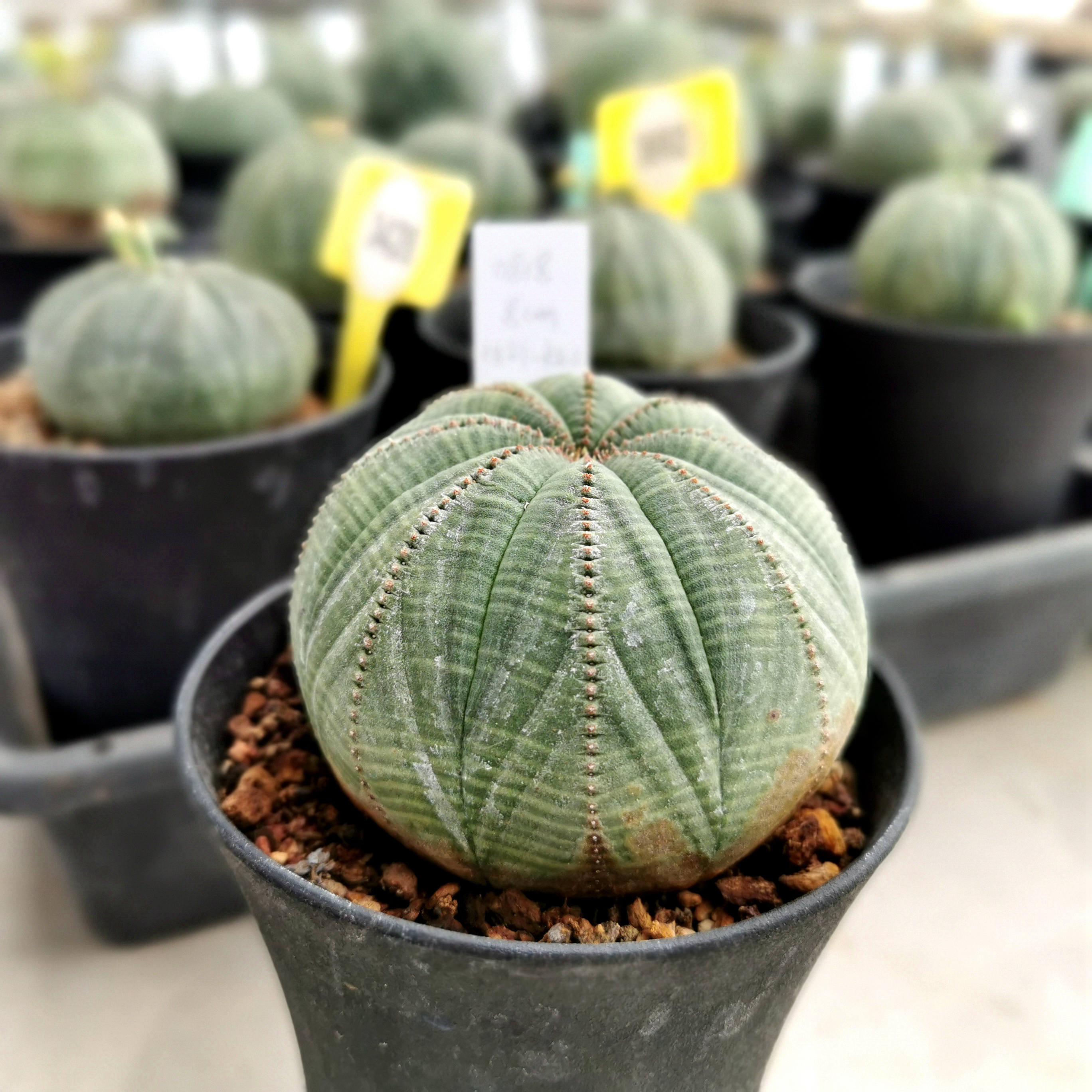 布纹球稀有品种仙人球小盆栽室内花卉多肉植物无刺仙人掌科开花