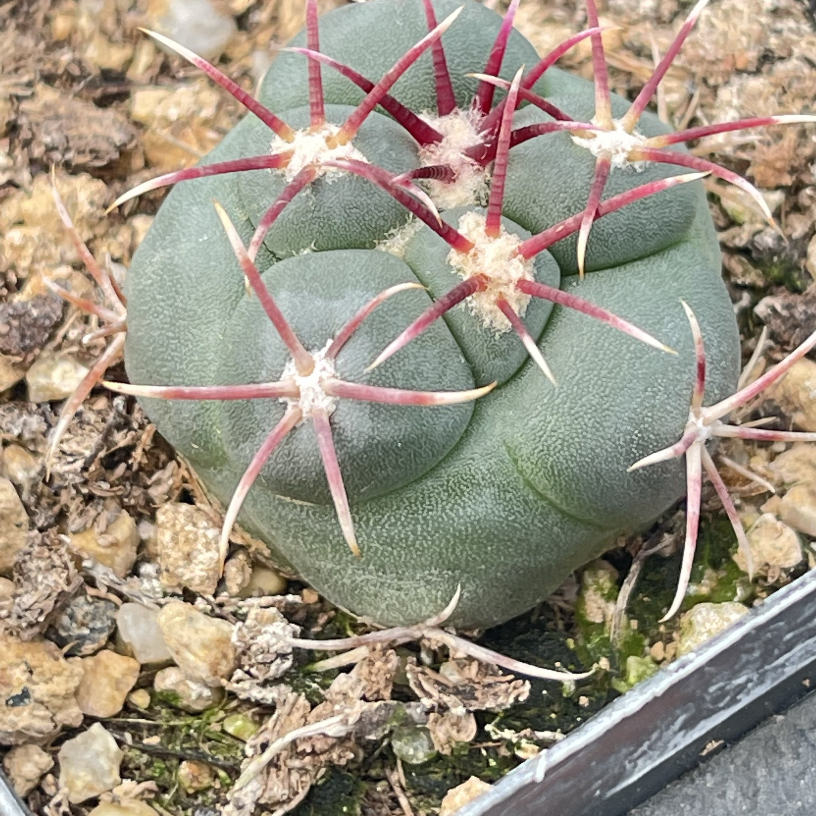 实生仙人球绯冠龙强刺品种好养美观