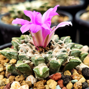 园艺黑牡丹实生仙人球红花多肉潮流块根植物美观趣味室内阳台好养