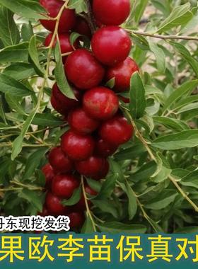 钙果苗欧李农大超欧紫冠结果鲜食补钙大田盆栽果树苗南北方可种植