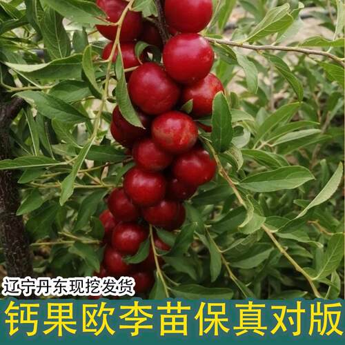 欧李盆栽果树苗耐寒南北方