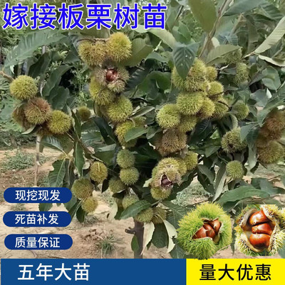 板栗苗树嫁接南方北方种植大红袍