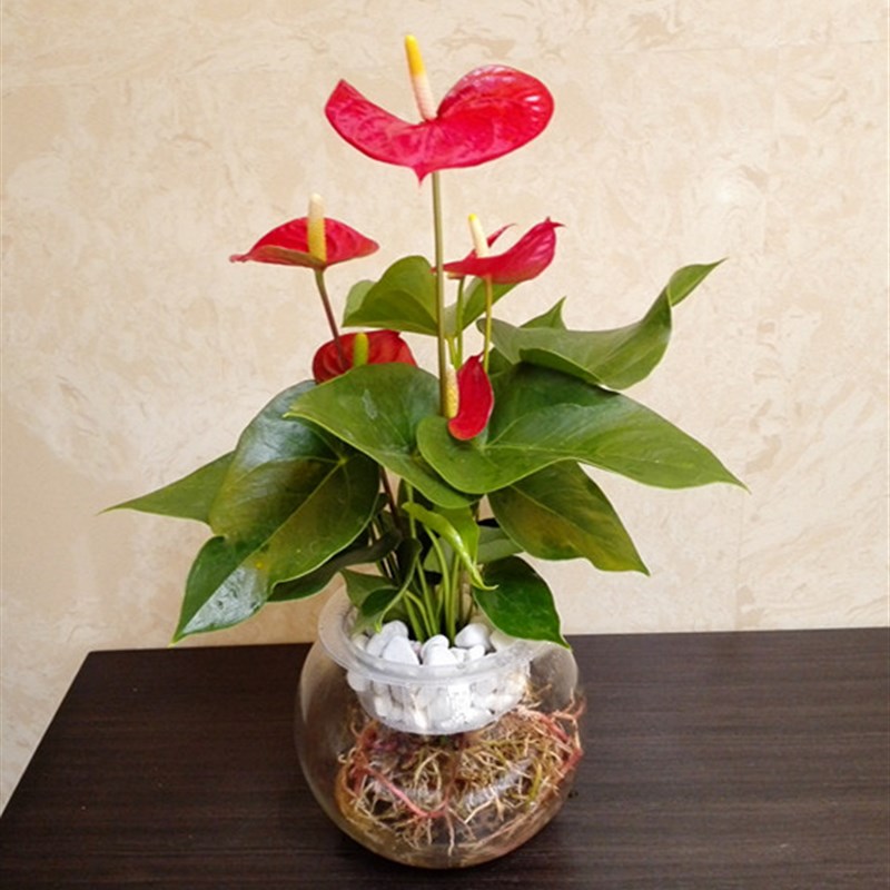 红掌粉掌水培土培绿植物办公室桌面阳台净化空气美观花卉盆栽新品