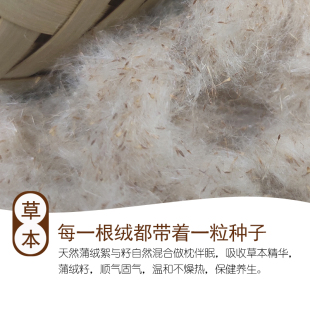 天然蒲绒枕头蒲絮水蜡烛芦花蒲草香蒲绒香蒲枕填充物枕芯送枕套