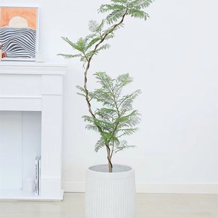 蓝花楹盆栽有造型的艺术盆景网红绿植大型室内办公室阳台植物开花