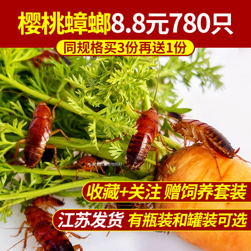 樱桃红蟑螂 樱桃蟑螂 爬宠 昆虫 活饵 饲料