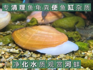 淡水黄金小河蚌除绿水旁皮鱼鰟鮍鱼繁殖专吃鱼屎粪净水观赏活物