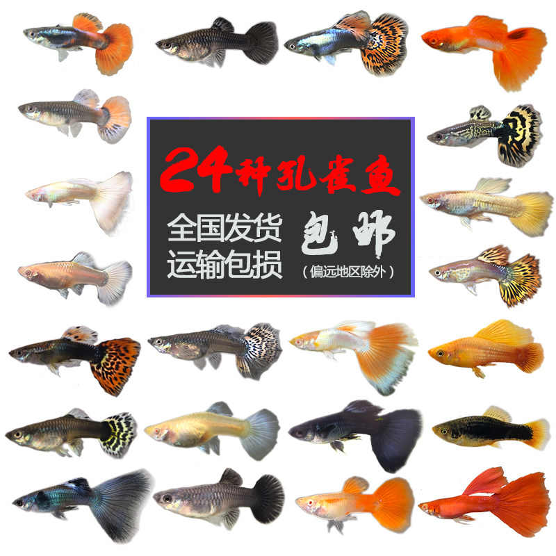 热带观赏鱼活体小型孔雀淡水鱼苗宝莲灯斑马清道夫红绿灯鱼灯科鱼图片