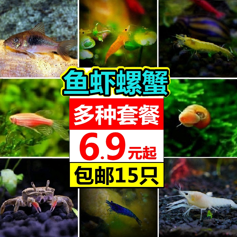 观赏虾螺套餐水族淡水活体宠物鱼缸除藻樱花极火黄金米红琉璃水晶