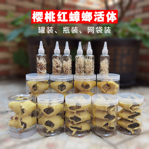 樱桃红蟑螂活体饲料罐装瓶装龙鱼蜥蜴守宫鬃狮蝎子蜘蛛食物活虫幼