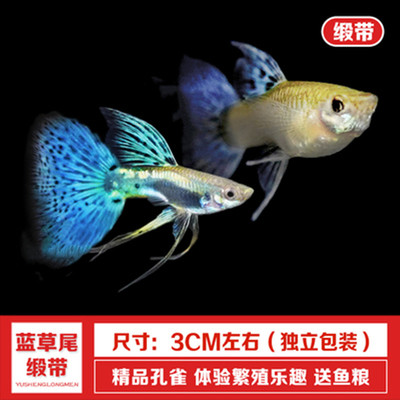 斑马蝶翼缎带大C黄金孔雀