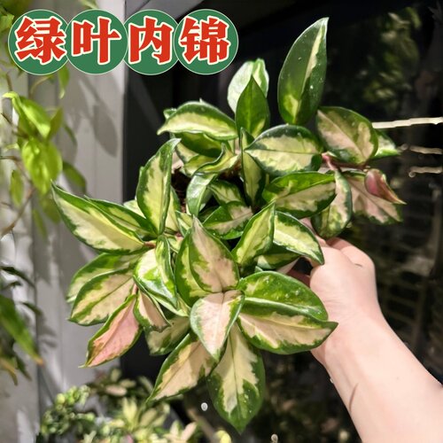 绿叶内锦球兰大苗勤花变色四季室内阳台花卉绿植垂吊爬藤植物吊兰