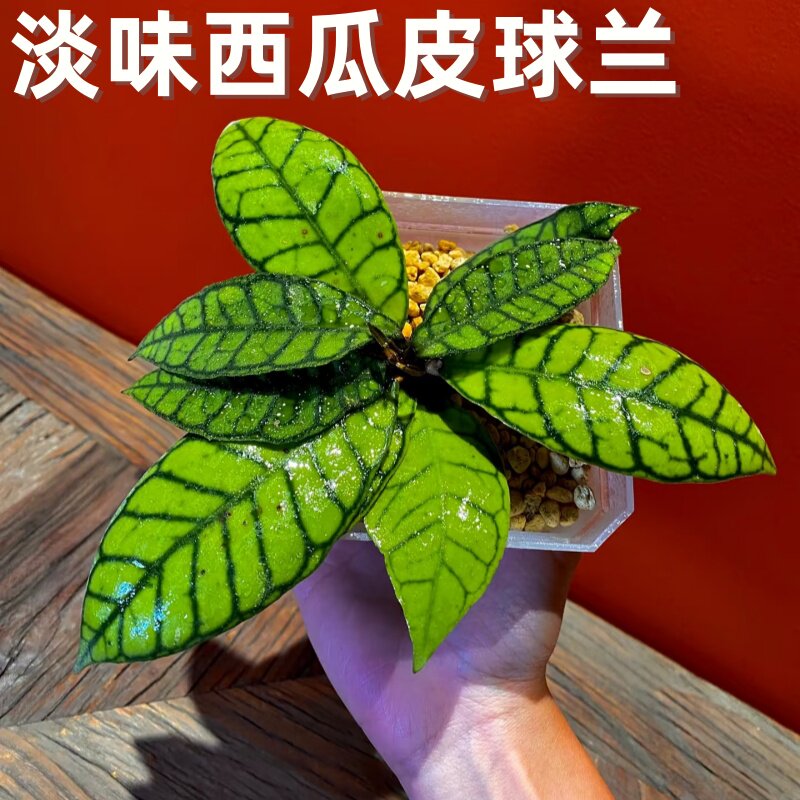 淡味西瓜皮球兰盆栽精品品种小苗甜香四季室内阳台垂吊开花植物