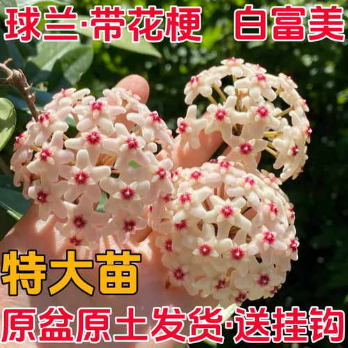 银斑球兰特大苗带花梗勤花四季室内阳台爬藤垂吊吊兰花苞浓香盆栽