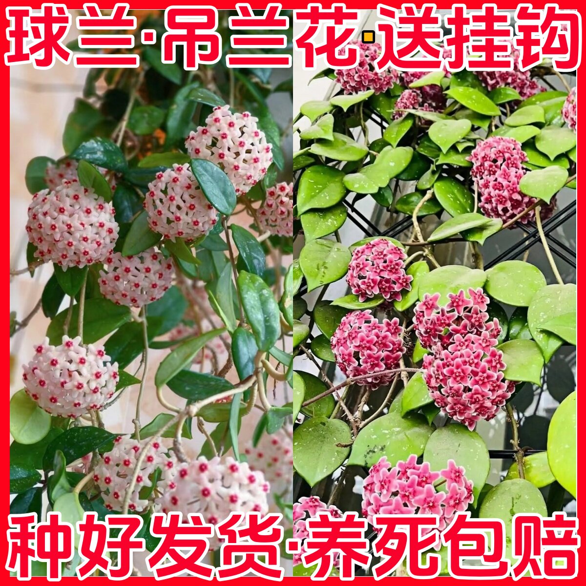红花球兰银斑带花梗绿叶红室内阳台爬藤垂吊植物花卉吊兰浓香绿植