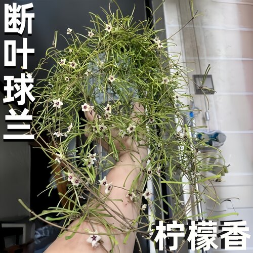 断叶球兰稀有名贵盆栽精品小苗四季开花室内阳台垂吊爬藤植物高端
