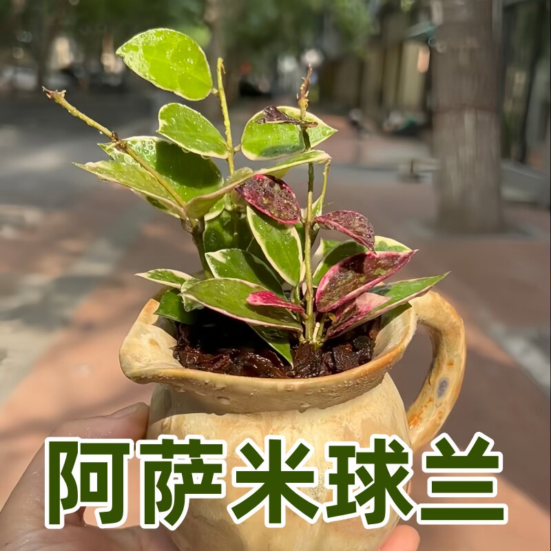 阿萨米外锦球兰盆栽圆叶精品桌面小苗四季室内阳台垂吊爬藤植物花