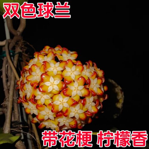 双色球兰带花苞大苗精品球兰花勤花四季室内阳台花卉绿植爬藤植物